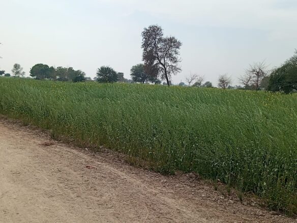 25 Acers Agricultural land for sale Yazman
