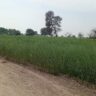 25 Acers Agricultural land for sale Yazman