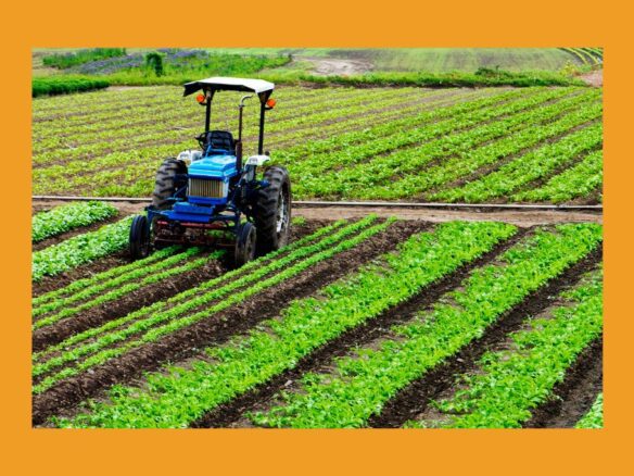 500 Acers Agricultural land for sale Fort Abbas