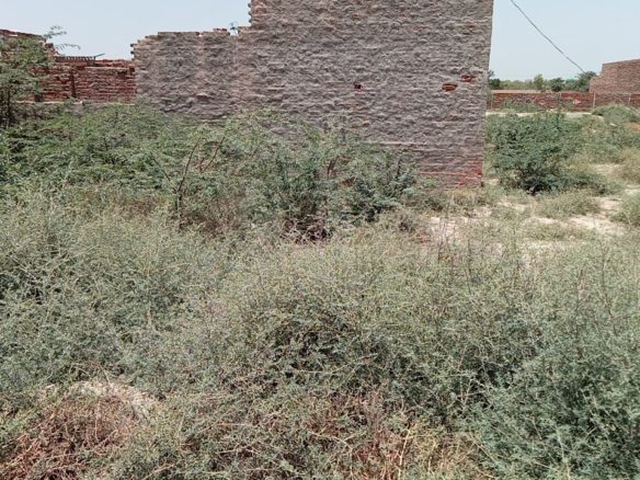 3 Marla plot For Sale Sultan Nagar Khanpur