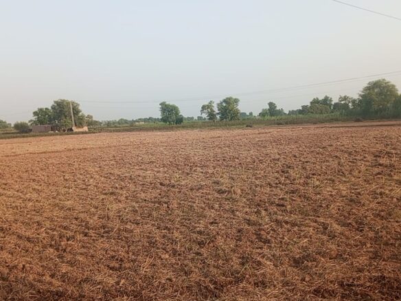 13 Acers Agricultural land for sale Tehsil Yazman