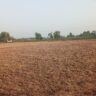 13 Acers Agricultural land for sale Tehsil Yazman