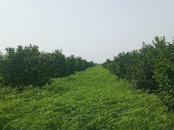 5 Acers Agricultural land for sale Yazman
