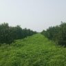 5 Acers Agricultural land for sale Yazman