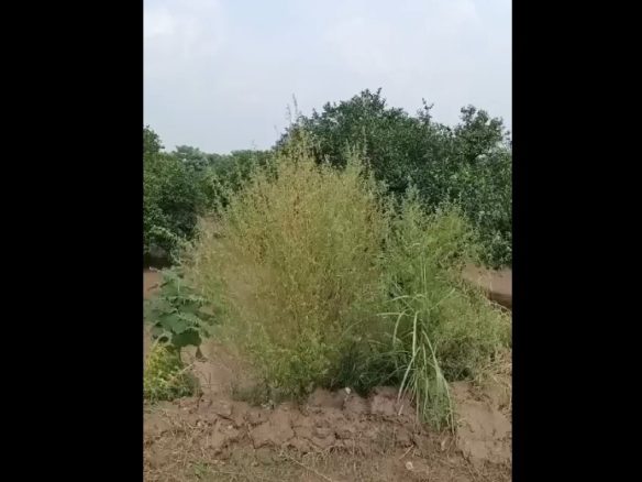 6 Kanal Agricultural Land for Sale in Sargodha