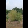6 Kanal Agricultural Land for Sale in Sargodha