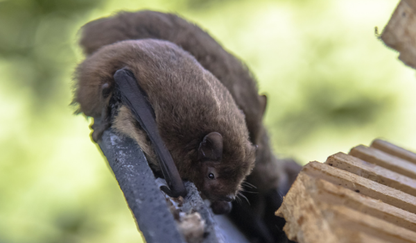 How do bats get in your house?