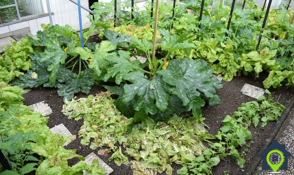 Building a Rain Garden Between Property Lines in Illinois